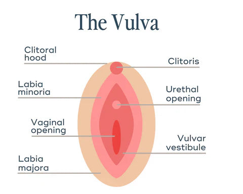Why So Many Women Still Say “Vagina” When They Mean “Vulva” — And Why It’s Not Our Fault